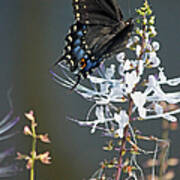 Black Swallowtail Among The Cats Whiskers Art Print