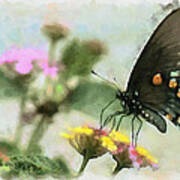 Black Swallowtail Art Print