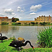 Black Swans At Leeds Castle Art Print
