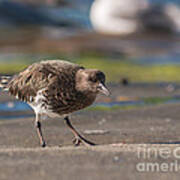 Black Turnstone Art Print