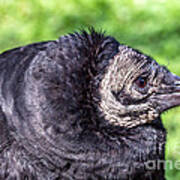 Black Vulture Waiting For Prey Art Print