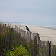 Blackbird On A Fence On The Beach Art Print