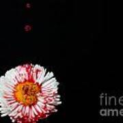 Bleeding Flower Art Print