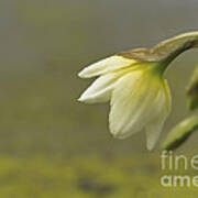 Blooming Daffodils Art Print
