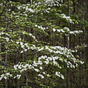 Blooming Dogwood Tree In Smokey Mountains Art Print