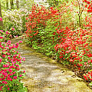 Blooming Red Azalea Flowers In Spring Art Print