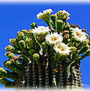 Blooming Saguaro Art Print