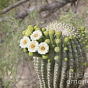 Blooming Saguaro Art Print