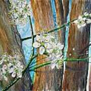 Blooms Of The Cleaveland Pear Art Print