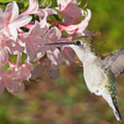 Blossoming Hummingbird Art Print