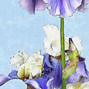 Blue And White Iris Art Print