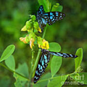 Blue Butterflies In The Green Garden Art Print