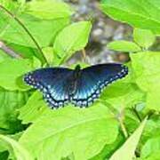 Blue Butterfly On Green Foliage Art Print