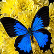 Blue Butterfly On Poms Art Print