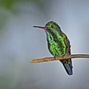 Blue-chinned Sapphire Art Print