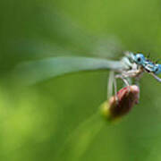 Blue Dragonfly Sitting On A Dry Red Plant Art Print