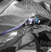 Blue Eyed Dragonfly Art Print