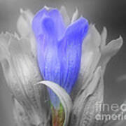Blue Gentian Flower In Partial Color Art Print