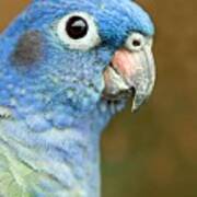 Blue-headed Parrot Art Print