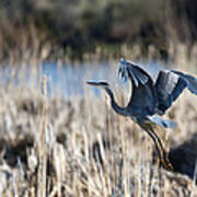 Blue Heron 1 Art Print