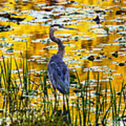 Blue Heron In A Golden Pond Art Print