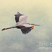 Blue Heron In Flight Art Print