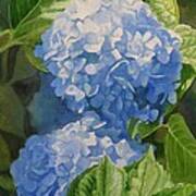 Blue Hydrangea Blossoms Art Print