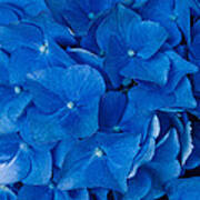Blue Hydrangea Ii Art Print