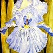 Blue Iris Art Print