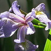 Blue Iris With Green Art Print