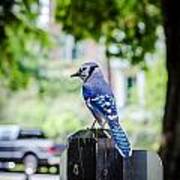 Blue Jay Art Print