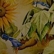 Blue Jays On Sunflower Art Print