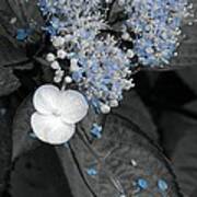 Blue Lace Hydrangea Art Print