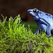 Blue Poison Dart Frog Art Print