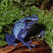 Blue Poison Dart Frog Art Print