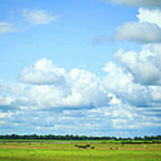 Blue Sky And White Clouds And Grassland Art Print