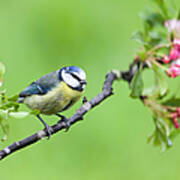 Blue Tit, Cyanistesparus Caeruleus Art Print