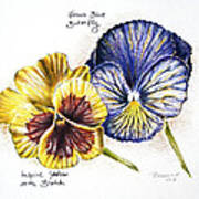 Blue Yellow Pansies Art Print