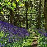 Bluebell Woods Photo Art Art Print