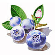 Artz Vitamins The Blueberries Art Print