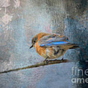 Bluebird In Winter Art Print