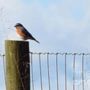 Bluebird On A Fence Post Ii Art Print