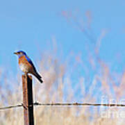 Bluebird On A Post Art Print