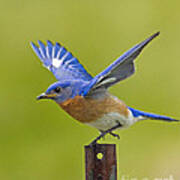 Bluebird Posing Art Print