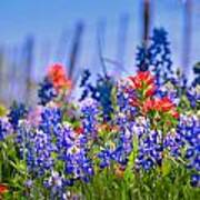 Bluebonnet Paintbrush Texas  - Wildflowers Landscape Flowers Fence Art Print