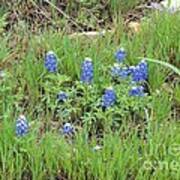 Texas State Flower-bluebonnet Art Print