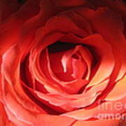 Blushing Orange Rose 2 #1 Art Print