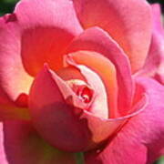Blushing Rose Art Print