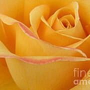 Blushing Yellow Rose Art Print
