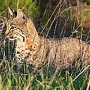 Bobcat In The Grass Art Print